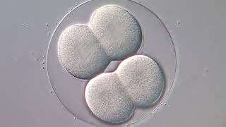 Cell division in echinoderm embryo [upl. by Townshend]