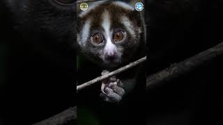 Have You Ever Seen A Slow Loris Before [upl. by Thorlie310]