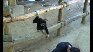 Gibbon playing with dog [upl. by Annahsad]