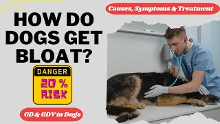 How do dogs get Bloat GD and GDV  CausesSymptomsTreatmentPrevention [upl. by Aneral]