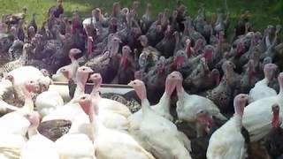 How to Get All of the Turkeys to Gobble at the Same Time [upl. by Joaquin942]