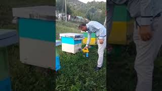 Bee treatment for varroa Thymol  Amitraz 125  Oil Parafina Erik Sheno Kolonje Albania 2015 [upl. by Rudwik]