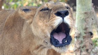 Best Female Lion Roaring in Nandankanan Zoo Video in 4k ultra HD [upl. by Oilicec]