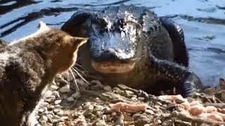 Alligators OWNED by Cats Compilation [upl. by Eniluqcaj]