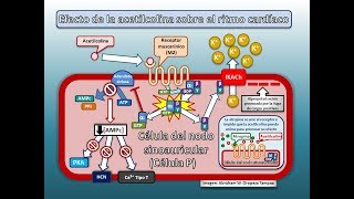 Efecto de la acetilcolina sobre el ritmo cardíaco por Abraham W Oropeza Tampoa [upl. by March]