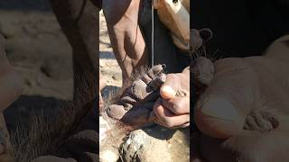 Baboon Preparation nature foodtrending [upl. by Anyrak]