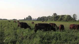 Rotational Grazing of Organic Black Angus Cattle [upl. by Aratahs737]