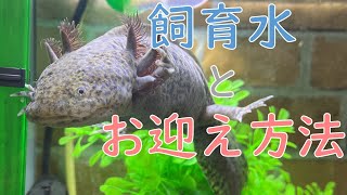 【春勉③】飼育水とお迎え＆立ち上げ方法について 18 ウーパールーパー axolotl アクアリウム かわいい動物 [upl. by Isied]