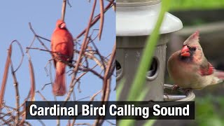 Cardinal Bird Calling Sound 2022 [upl. by Allveta]