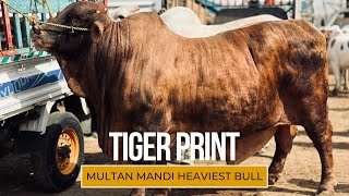 Multan Mandi Sasti Ho Gai Heavy Tiger Bull SSTvs [upl. by Phebe]