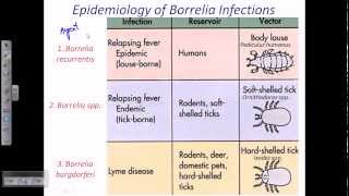 Borrelia sp [upl. by Mikkanen]