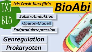 Genregulation bei Prokaryoten Substratinduktion  Endproduktrepression  LacOperonModell  BioAbi [upl. by Dnalevets]