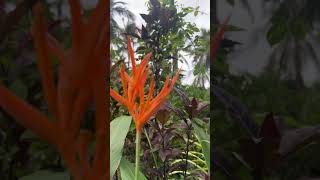 Heliconia psittacorumflowers shorts shortsfeed [upl. by Drwde]