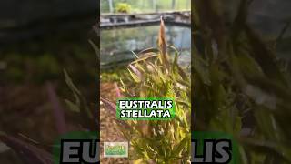 EUSTRALIS STELLATA quotVERY STRONG VERY PURPLEquot WILD AQUARIUM PLANT FOR SALE [upl. by Ransell]