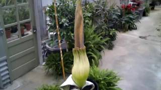 Amorphophallus titanum blooming [upl. by Nyrret267]