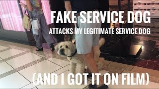 FAKE SERVICE DOG ATTACKS MY REAL SERVICE DOG ON FILM [upl. by Leveridge]