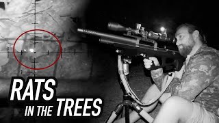 Shooting Rats out of Trees with Night Vision [upl. by Lorilee979]