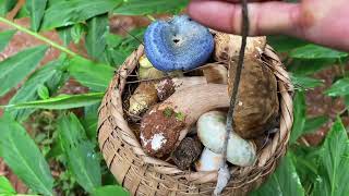 Mushroom Foraging amp Hunting， Lactarius indigo var、Bigfoot mushroom、Russula virescens、Boletus auripes [upl. by Antoinetta957]