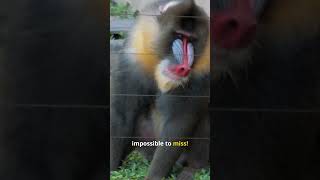 Why the Colorful Mandrill Monkey Is the King of the Jungle [upl. by Celinka]