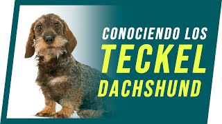 TECKEL  DACHSHUND conociendo los PERRO SALCHICHA  Veterinos [upl. by Kusin]