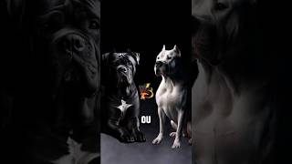 Cane corso Vs Dogo argentino Duelo de qualidades canecorso dogoargentino cachorro humor [upl. by Ky]