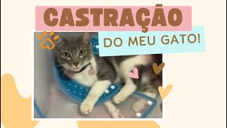 Chegou o dia da castração do meu gato  CASTRAÇÃO DE GATO MACHO  Saiba Tudo [upl. by Knah781]