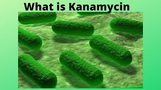 What is Kanamycin [upl. by Arakat]