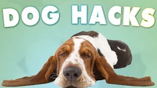 5 Tricks All Dog Owners Should Know [upl. by Rhoda]