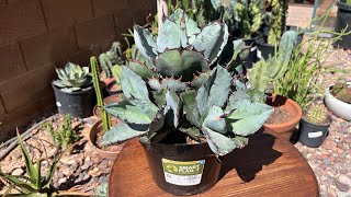 AGAVE TITANOTA THE CHALK AGAVE HOW TO PROPAGATE AND REPOT THIS GREAT BUY FROM HOME DEPOT plants [upl. by Lotta]