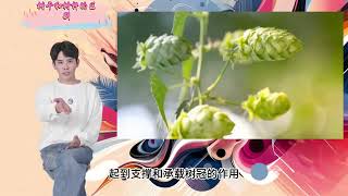 树干和树杆的区别，结构与功能解析 [upl. by Anilahs]