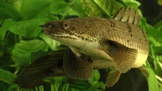 Secrets of the Polypterus [upl. by Yesteb454]