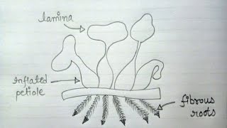 Water Hyacinth Eichhornia Crassipes Diagram  How To Draw Eichhornia Crassipes Labelled Diagram [upl. by Annovad]