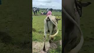 சிவகங்கைசீமைmanjuvirattuuyirmanjuvirattuloversmanjuvirattuManjuvirattupulikaljallikattu [upl. by Schick]