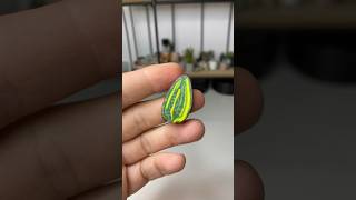 Sansevieria masoniana variegata ✨ polymer clay cane miniature polymerclay fimo miniature [upl. by Herby]