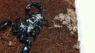 Gravid Asian Forest Scorpion Heterometrus Spinifer Part 5  2i Scorplings Dismount from Mum [upl. by Morrissey475]