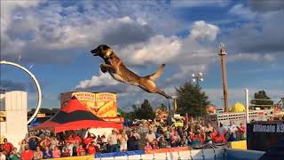 Belgian Malinois Amazing Athlete [upl. by Dowzall]