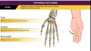 Opponens digiti minimi  Hypothenar muscles  Animation without narration [upl. by Behka]