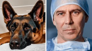 Family Adopts Retired Police Dog – Vet Turns Pale After Taking a Closer Look [upl. by Arahsal]