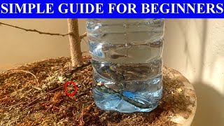 Easy amp cheap Drip Irrigation from Plastic Bottles Ingenious Life Hacks for Thriving Plants [upl. by Sukey75]