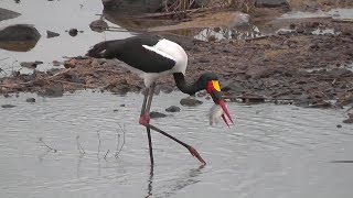 SOUTH AFRICA lunchtime for saddlebilled stork Kruger national park [upl. by Allerym]