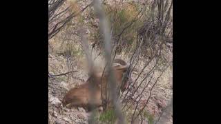 Aoudad Dropped In His Tracks  Rifle Hunting Texas Aoudad  Shorts [upl. by Morel]