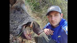 Batida de jabalí en Navarra Lance a jabalí medalla 152 kg 18102020 [upl. by Baggott794]