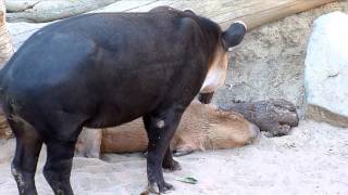 Tapir is the best massager for capybara  バクがカピバラをペロペロマッサージ！ [upl. by Anilra]