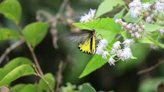 キシタアゲハTroides aeacus吸蜜の動画。 26Dec2021 [upl. by Sennahoj]