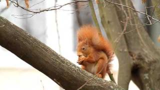 Sehr niedlich Eichhörnchen knackt eine Walnuss und isst sie ein anderes putzt sich Red Squirrel [upl. by Llerreg26]