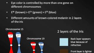 110 50NonMendeliangenetics [upl. by Dylan702]