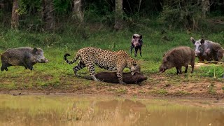 QUANDO A ONÇA TENTA ENFRENTAR O BANDO DE JAVALIS ISSO ACONTECE [upl. by Maynard766]