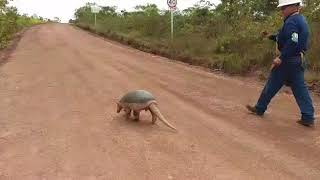 Armadillo Gigante Priodontes maximus En Via De Rubiales Meta [upl. by Adniuqal718]