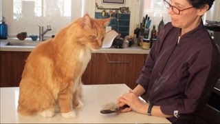 Maine Coon Cat Grooming with The Pet Maven [upl. by Nevada]