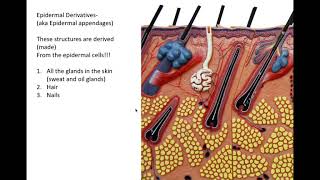 integumentary system part 2 [upl. by Saimerej275]